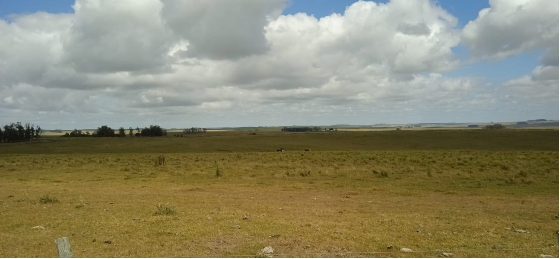 Excelente campo ganadero al norte del departamento de Lavalleja foto 2